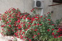 gal/cro 08/_thb_small-IMG_4653.JPG